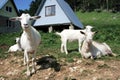 Herd of the nanny goats