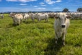 Herd of Nelore cattle grazing in a pasture