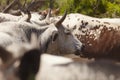 Herd of nguni cattle