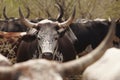 Herd of nguni cattle Royalty Free Stock Photo