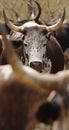 Herd of nguni cattle