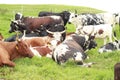 Herd of Nguni Cattle in a field Royalty Free Stock Photo