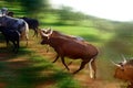 Herd of Nguni Cows with calves running with motion blur