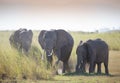 Herd ofelephant in Amboseli National park Royalty Free Stock Photo