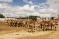 Herd of one-humped camels in a pen on a camel farm in the Negev desert