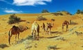 Herd of one-humped isoalted dromedary camels in beautiful arabian Oman desert, blue summer sky