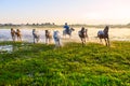 The herd onrushing coursers Royalty Free Stock Photo