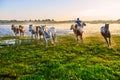 The herd and onrushing coursers sunrise Royalty Free Stock Photo