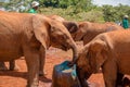 Herd of orphaned baby elephants drinking water