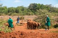 Herd of orphaned baby elephants following carers in Nairobi Royalty Free Stock Photo