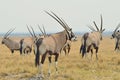 Herd of oryx gemsbok, Etosha Royalty Free Stock Photo
