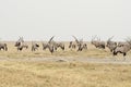 Herd of oryx gemsbok, flat plain, clear horizon, Etosha