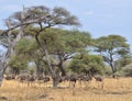 Herd of Ostriches