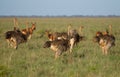 Herd ostrichs in Tsavo National park Royalty Free Stock Photo