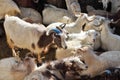 Herd of pashmina goats Royalty Free Stock Photo