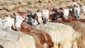 Herd of pashmina goats Royalty Free Stock Photo