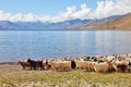 Herd of pashmina goats