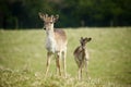 Fallow park deer in Dartington Deer Park grounds Royalty Free Stock Photo