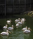 Pelican, Pelicanus on the water, wildlife park Pairi Daiza in Belgium