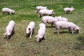 Herd of piglets on animal farm summetime Royalty Free Stock Photo