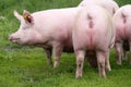 Group of pink colored young sows on summer pasture Royalty Free Stock Photo