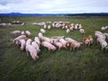 Herd of pigs on the pasture under a cloudy sky Royalty Free Stock Photo