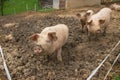 Herd of pigs at pig breeding farm