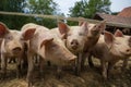 Herd of pigs at pig breeding farm