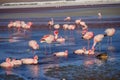 Herd of pink James Flamingos feeding and bathing at Laguna Colorada, Lagunas Route, Bolivia