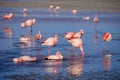 Herd of pink James Flamingos feeding and bathing at Laguna Colorada, Lagunas Route, Bolivia