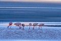 Herd of pink James Flamingos feeding at Laguna Colorada, Lagunas Route, Bolivia