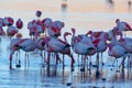 Herd of pink James Flamingos feeding at Laguna Colorada, Lagunas Route, Bolivia