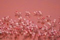 A herd of pink James Flamingos feeding at pink Laguna Colorada, Lagunas Route, Bolivia