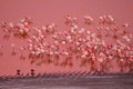 A herd of pink James Flamingos feeding at pink Laguna Colorada, Lagunas Route, Bolivia