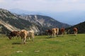 Herd of Pinzgauer cattle grazes on the Hochkar mountain with an incredible and soothing view of the rest of the Austrian Alps.