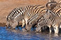 A Herd of plain zebra ( Equus Burchelli) drinking at the Okaukuejo waterhole, Etosha National Park, Namibia. Royalty Free Stock Photo
