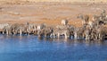 A Herd of plain zebra ( Equus Burchelli) drinking at the Okaukuejo waterhole, Etosha National Park, Namibia. Royalty Free Stock Photo