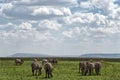 Herd of plain zebras