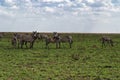 Herd of plain zebras