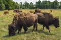 A herd of plains bison American bison with baby calves in a pasture Royalty Free Stock Photo