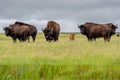 A herd of plains bison with baby calf in a pasture in Saskatchewan, Canada Royalty Free Stock Photo