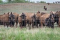 A herd of plains bison buffalo grazing in a pasture in Saskatchewan Royalty Free Stock Photo