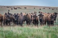 A herd of plains bison buffalo grazing in a pasture in Saskatchewan Royalty Free Stock Photo