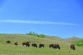 Buffalo Pound Provincial Park, Herd of Plains Bisons grazing on the Hills along the Qu`appelle River Valley, Saskatchewan, Canada