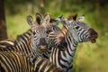 Herd of plains zebra, equus quagga, equus burchellii, common zebra, Lake Mburo National Park, Uganda.