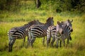 Herd of plains zebra, equus quagga, equus burchellii, common zebra, Lake Mburo National Park, Uganda.