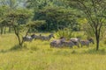 Herd of plains zebra, equus quagga, equus burchellii, common zebra, Lake Mburo National Park, Uganda.