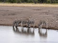 Herd of Plains Zebra, Equus quagga, at waterhole, Namibia Royalty Free Stock Photo