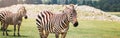 Herd of plains zebra together in savanna park. Exotic African black-and-white striped animals walking in prairies. Beauty in Royalty Free Stock Photo