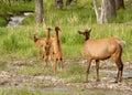 Herd of playful elk calves and cow Royalty Free Stock Photo